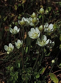 Grass-of-Parnassus - Parnassia palustris © Teresa Farino